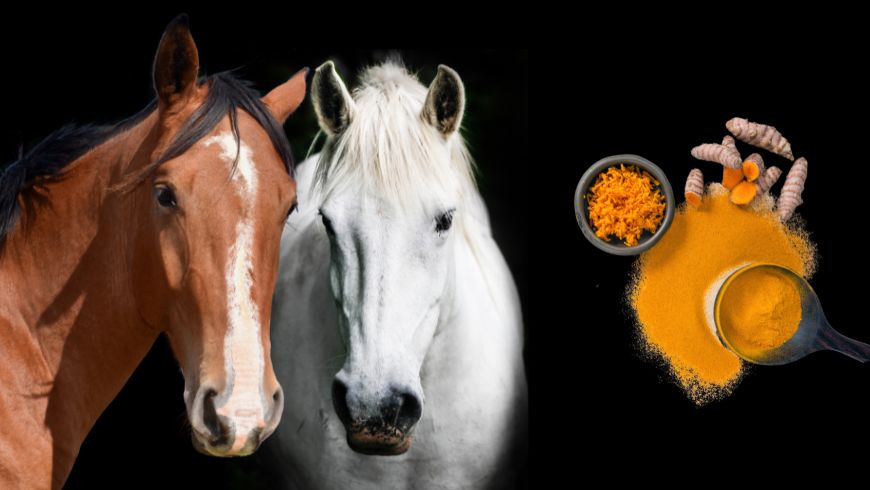Natural Turmeric Blend for Horses – Benefits & Usage Guide