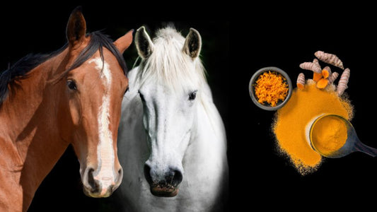 Natural Turmeric Blend for Horses – Benefits & Usage Guide